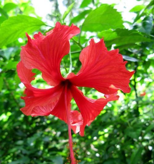 夏天的植物有哪些（盘点10种代表夏天的花）