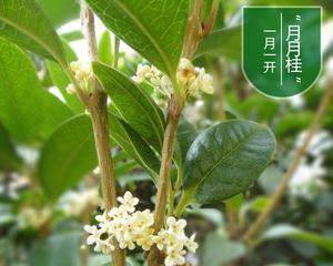 四季桂花什么时候开花（有关桂花的养护知识）