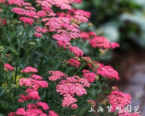 宿根花卉植物有哪些（常见宿根花卉大全）