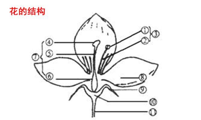 花最重要的结构是什么（常见的花的结构介绍）