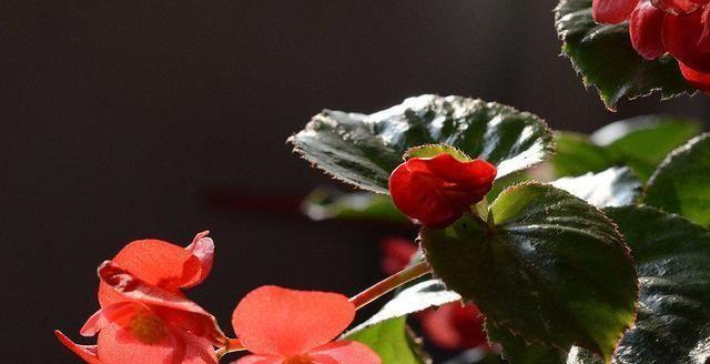 海棠花怎么修剪开花（有关海棠花修剪时间和方法）