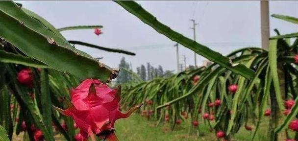 火龙果什么时间种植好（火龙果的种植与管理）