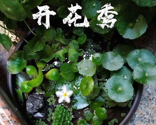 碗莲发芽后怎么养护（盆栽碗莲的栽培技术）