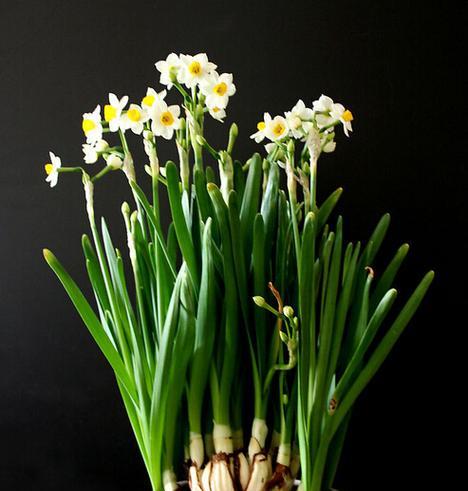 七彩水仙花怎么养（详解水仙花的养护知识）