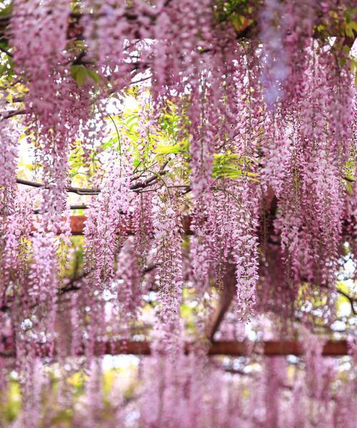 紫藤花树什么时候开花（有关紫藤花的养殖方法）