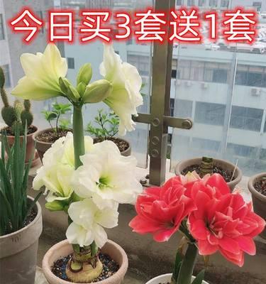 郁金香种球种植方法（打造美丽花园的秘密武器）