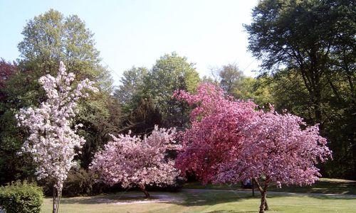 樱花树怎么种植（樱花树种植方法和注意事项）