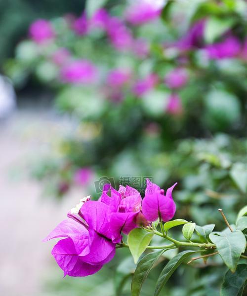 代表夏天的花有哪些（盘点10种代表夏天的花）