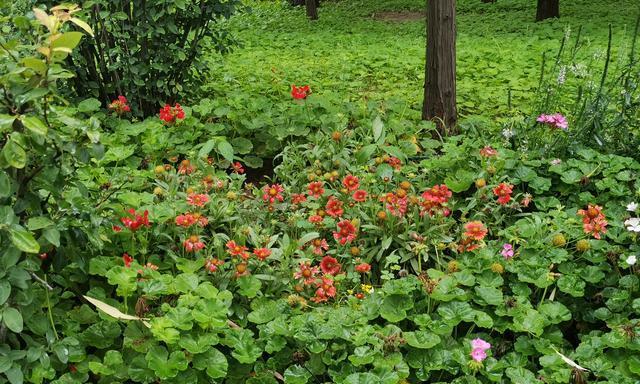 代表夏天的花有哪些（盘点10种代表夏天的花）