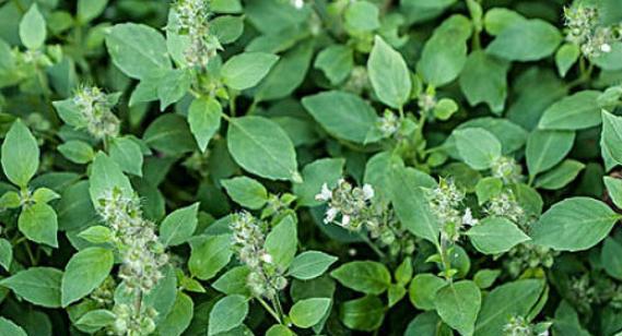 荆芥怎么种植（荆芥种植方法及步骤）