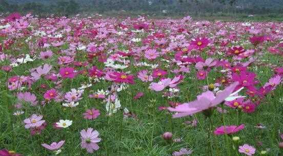 格桑花花期有多长时间（关于格桑花花期简介）