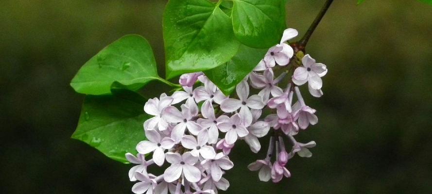 丁香花的象征意义及文化传承（丁香花的美丽）