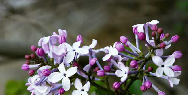 丁香花的象征意义及文化传承（丁香花的美丽）