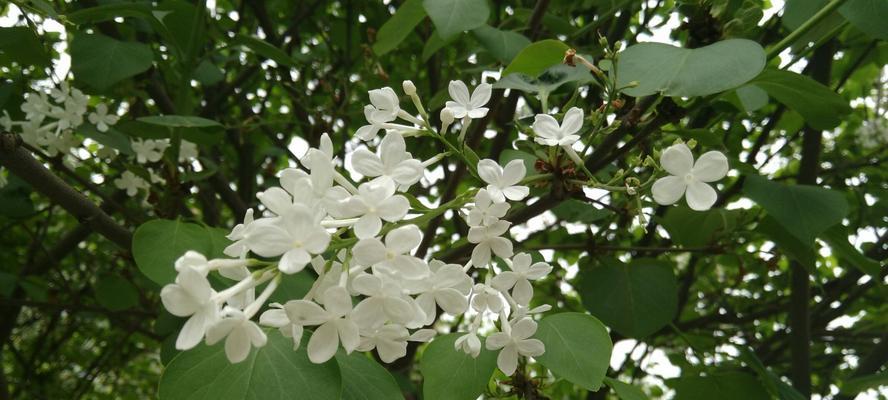 丁香花（丁香花的花语及代表意义）