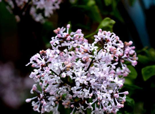 丁香花语代表的意思（揭示丁香花语的深刻含义与象征）