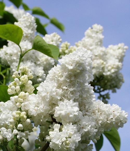 丁香花语代表的意思（揭示丁香花语的深刻含义与象征）