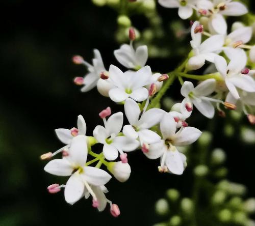 冬青开花的寓意象征意义和花语（探寻冬青开花的内涵及美丽）