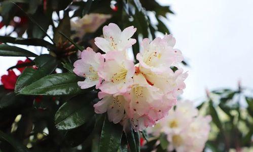 杜鹃花（生肖鸡）