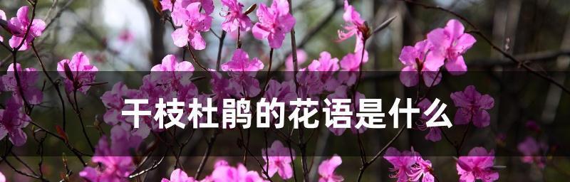 杜鹃花的花语和寓意（一朵花的多重含义）