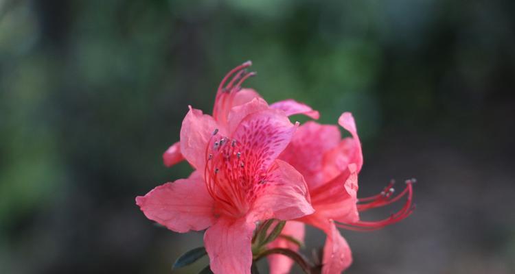 杜鹃花的花语与寓意（以花开的美丽传递爱与希望）