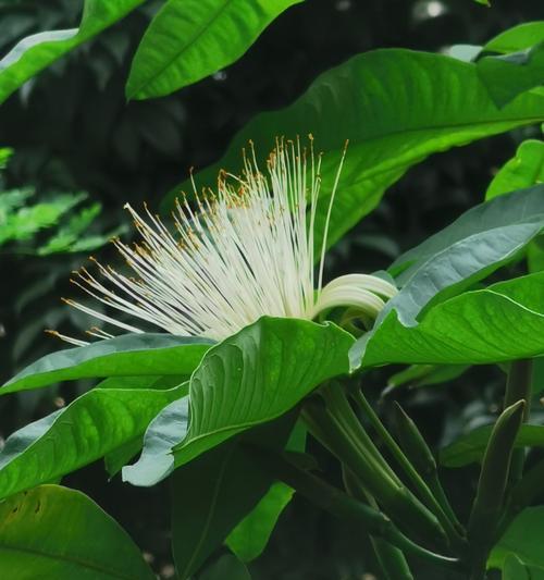 发财树开花的预兆与寓意（揭秘发财树开花的奥秘）