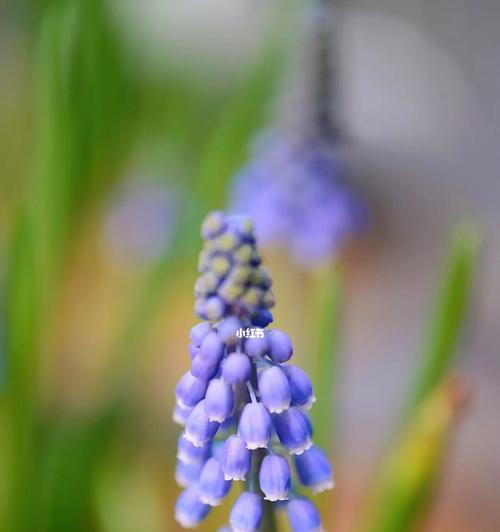 风信子的花语世界（探索风信子花语的奇妙意义）