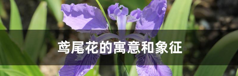 凤尾花的象征意义（盛世美好与永恒的象征——凤尾花）