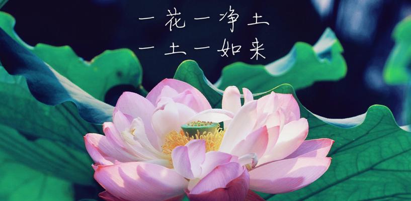 佛莲花的象征意义及内涵（莲花的禅宗哲学和佛教精神的象征）