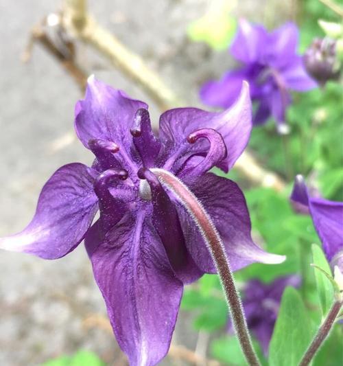 鸽子花的花语（用鸽子花的花语传递爱与祝福）