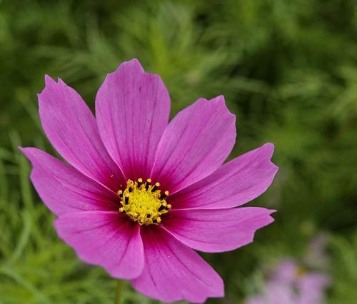 格桑花（格桑花的花语和寓意）