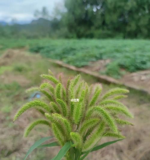 狗尾巴草的花语与寓意（揭示狗尾巴草所传递的深刻含义）