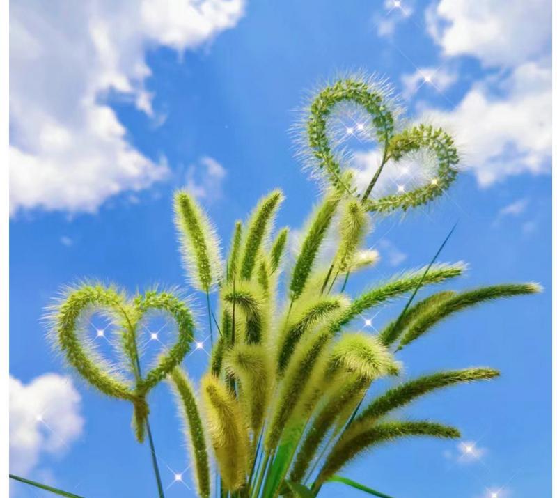 狗尾巴草的花语与寓意（揭示狗尾巴草所传递的深刻含义）