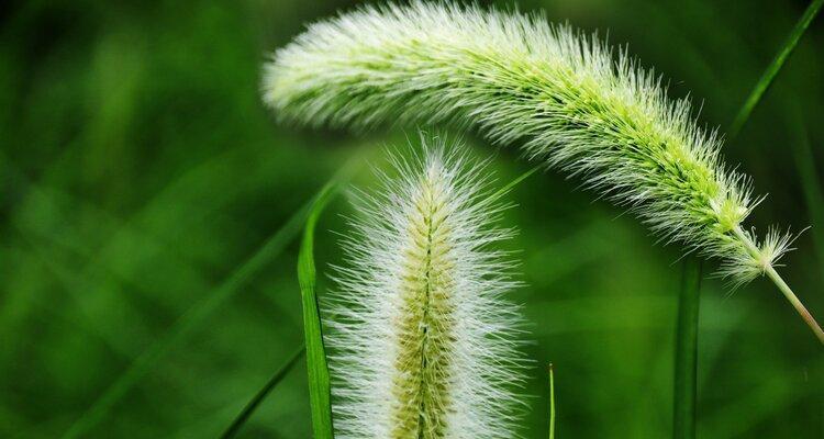 以狗尾巴花的花语是什么（揭秘狗尾巴花的意义和象征）