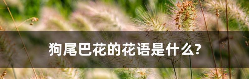 以狗尾巴花的花语是什么（揭秘狗尾巴花的意义和象征）