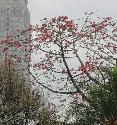 广州市花木棉花的花语与寓意（木棉花的美丽与象征）