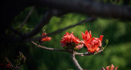 广州市花木棉花的花语与寓意（木棉花的美丽与象征）