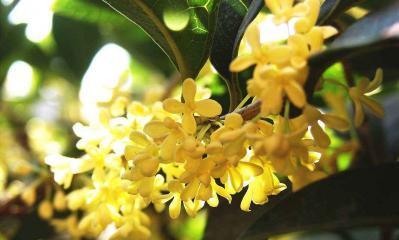 桂花的花语——香气与美好（桂花芬芳醉人）