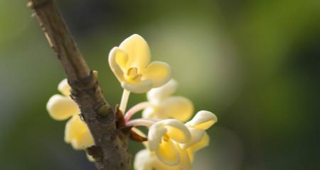 桂花的花语——香气与美好（桂花芬芳醉人）