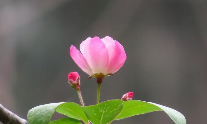 海棠的寓意与象征风水（揭秘海棠花的背后含义）