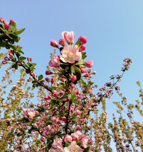 海棠花的花语与意义（传承千年的花园之美）