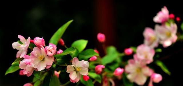 海棠花花语与代表意义（揭秘海棠花的优雅与坚韧）