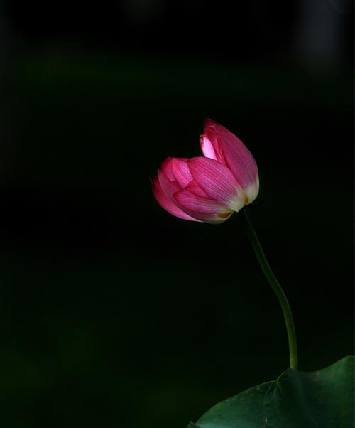 黑色莲花的象征意义与寓意（黑色莲花）