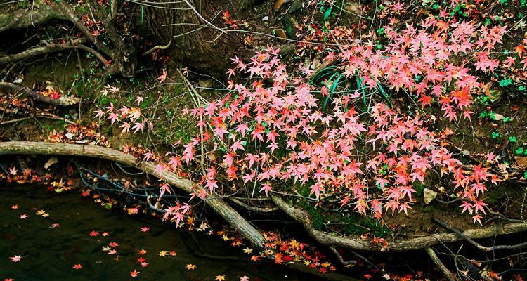 红枫的花语及其含义（红枫花的美丽与象征意义）