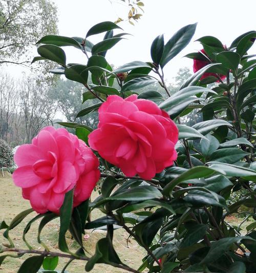 红山茶花的寓意与象征风水（红山茶花的吉祥象征与风水布局）