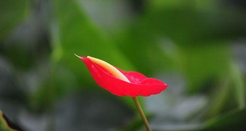 红掌花（探索红掌花的花语和象征意义）