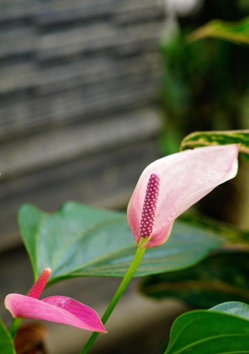 红掌花（探索红掌花的花语和象征意义）