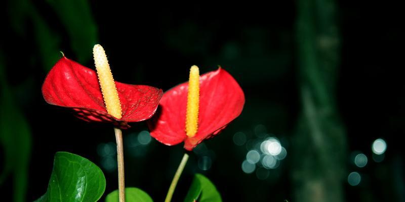 红掌花语的象征与寓意（红掌花的神秘传说与文化内涵）