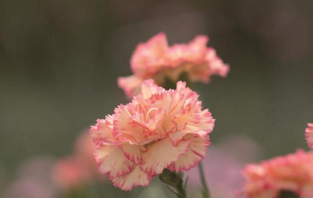 黄康乃馨的花语之美（揭开黄康乃馨背后的花语密码）