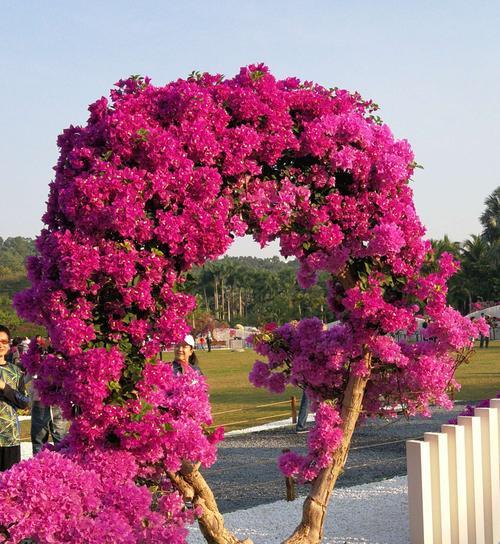 黄山市的市花杜鹃花的象征与意义（中国黄山的代表性植物杜鹃花）