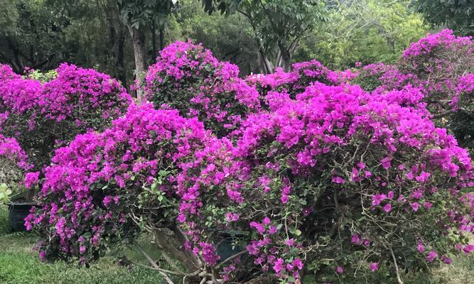 黄山市的市花杜鹃花的象征与意义（中国黄山的代表性植物杜鹃花）